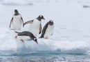 Interessante Pinguin-Fakten für Kinder 