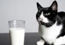 Warum dürfen Katzen keine Milch trinken? Plus 6 weitere Katzenmythen 