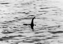 Ungeheuer von Loch Ness:Wie eDNA uns hilft, herauszufinden, was darunter lauert 