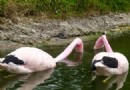 Flamingos schließen lang anhaltende Freundschaften, gleichgeschlechtliche Bindungen und „eheliche“ Verbindungen 