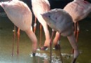 Die pinkesten Flamingos sind die aggressivsten, Studienfunde 