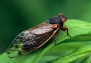 Cicadas:Was ist Brood X und warum taucht es jetzt auf? 