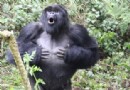 Gorillas schlagen sich auf die Brust, um zu beweisen, wer der größere Feind ist 