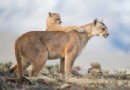 Puma-Mutter und ihre verspielten Jungen gewinnen den WildArt-Fotowettbewerb 