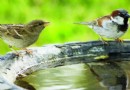 Tun Sie im Sommer Ihren Beitrag für Streuner 