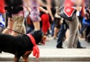 Jacqueline und Anushka reichen sich die Hände, um Hunde zu retten 