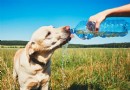 Stoppen! Ignorieren Sie nicht die Anzeichen von Austrocknung bei Hunden 