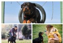 Sind Rottweiler als Haustiere ungeeignet? Experten greifen ein 