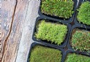 Küchengärtnern inmitten der Pandemie? Versuchen Sie sich im Anbau von Microgreens 