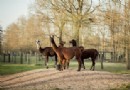 Könnten in Lamas gefundene Antikörper uns helfen, COVID-19 zu besiegen? 