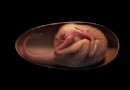 Ein perfekt erhaltener Dinosaurier-Embryo könnte moderne Vögel mit Dinosauriern in Verbindung bringen 