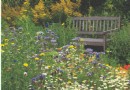 Gewusst wie:Bauen Sie eine einjährige Wildblumenwiese an 