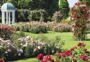 Schöne Gartenrosensorten für herrliche Sommerfarben 