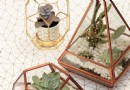 Erstellen Sie einen Indoor-Garten mit einem Terrarium, Sukkulenten und Kakteen 