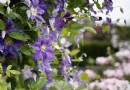 Clevere Kletterer:Clematis-Blüten werden ein mutiges Statement abgeben 