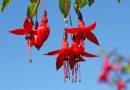 Fuchsia Flair:6 beste Pflanzen für Ihren Garten 