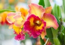 Tipps für den Anbau von Orchideenpflanzen 