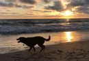 Die besten hundefreundlichen Hotels am Pacific Coast Highway 