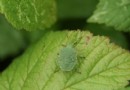 Was ist ein Green-Shield-Bug? 