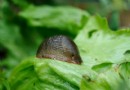 So werden Sie Gartenschädlinge los 