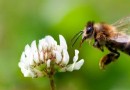 Sterben Bienen wirklich, wenn sie dich stechen? 