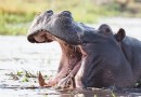 Flusspferde entfesseln einen Poop-Tornado als Reaktion auf die Gefahr durch Fremde 