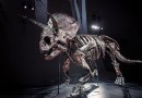 Lernen Sie Horridus kennen, eines der vollständigsten Triceratops-Fossilien, das je gefunden wurde 