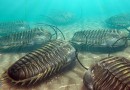 Ältester bekannter Fall von Kannibalismus der Welt, der in Trilobitenfossilien aufgedeckt wurde 