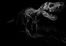 Stan, der teuerste jemals verkaufte T. rex, wurde endlich gefunden 