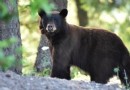 Fünfköpfige Bärenfamilie im Winterschlaf unter dem Zuhause am Lake Tahoe gefunden 