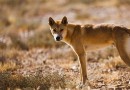 Dingos sind teils Haushund, teils Wolf (sozusagen) 