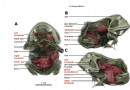 It s a Frog Eat Frog World - Wissenschaftler findet bei CT-Scan einen Frosch in einem Frosch 