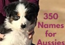 Über 350 beste Namen für Australian Shepherds (mit ihrer Bedeutung) 