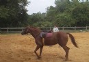 Longieren deines Pferdes vor dem Reiten 