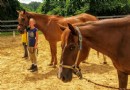 Wie man ein Pferd leaset (plus Vor- und Nachteile) 