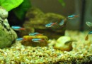 Die 10 besten Fischschwärme für ein Süßwasseraquarium 