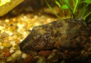 Gewöhnliche Plecostomus-Fische Pflege, Größe, Panzerkameraden und Lebensdauer 