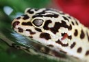 Augenprobleme bei Leopardgeckos:Diagnose, Behandlung und Vorbeugung 