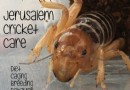 Jerusalem Cricket Pflege, Ernährung und Lebensdauer 