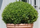 Beste Pflanzen für Topiary – 9 der besten, um sie in Formen zu schneiden 