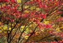 Beste Bäume für Herbstfarbe – mit schönem Laub 