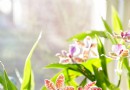 Orchideen richtig gießen – und die häufigsten Gießfehler, die Ihrer Pflanze schaden 