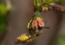 So werden Sie Wespen los – von Ihrem Garten und Ihrem Zuhause 