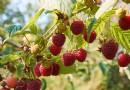 Wann man Himbeeren umpflanzt – für ein üppiges Himbeerbeet 