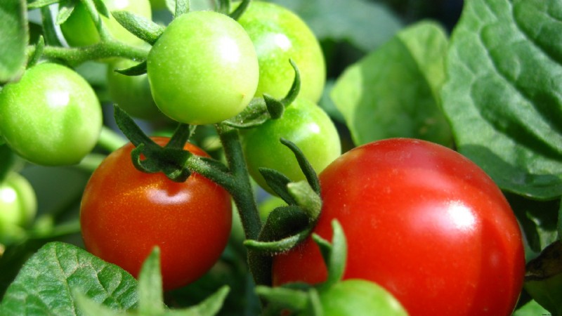 Kluge Pflanzen verwandeln vegetarische Raupen in blutrünstige Kannibalen