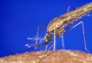 CRISPR-Bearbeitung bei Moskitos könnte Hunderte von Menschenleben vor Malaria retten – aber es gibt einen Haken